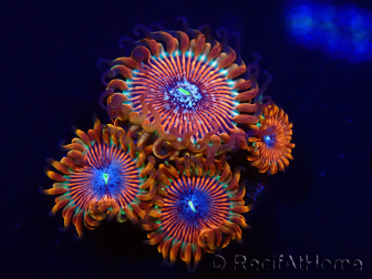 WYSIWYG - Zoanthus Happy People Eater 2I1