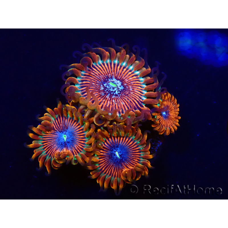 WYSIWYG - Zoanthus Happy People Eater 2I1