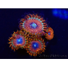 WYSIWYG - Zoanthus Happy People Eater 2I1
