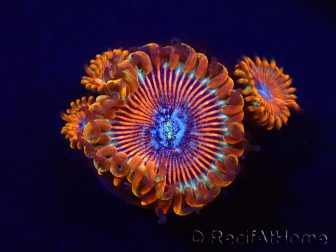 WYSIWYG - Zoanthus Happy People Eater 2I2