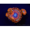 WYSIWYG - Zoanthus Happy People Eater 2I2