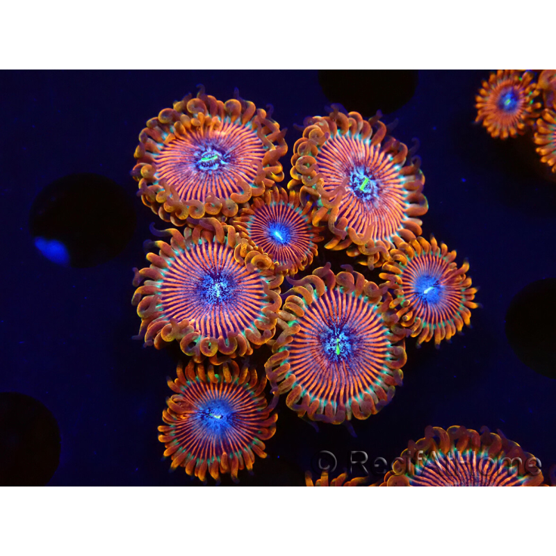 WYSIWYG - Zoanthus Happy People Eater 2I3