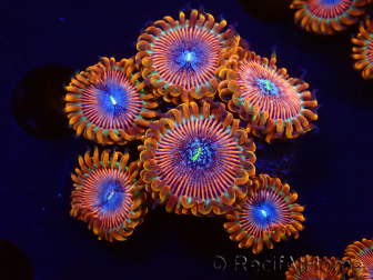 WYSIWYG - Zoanthus Happy People Eater 2I4