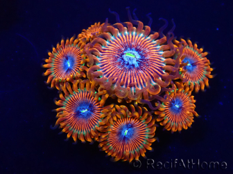 WYSIWYG - Zoanthus Happy People Eater 2I5
