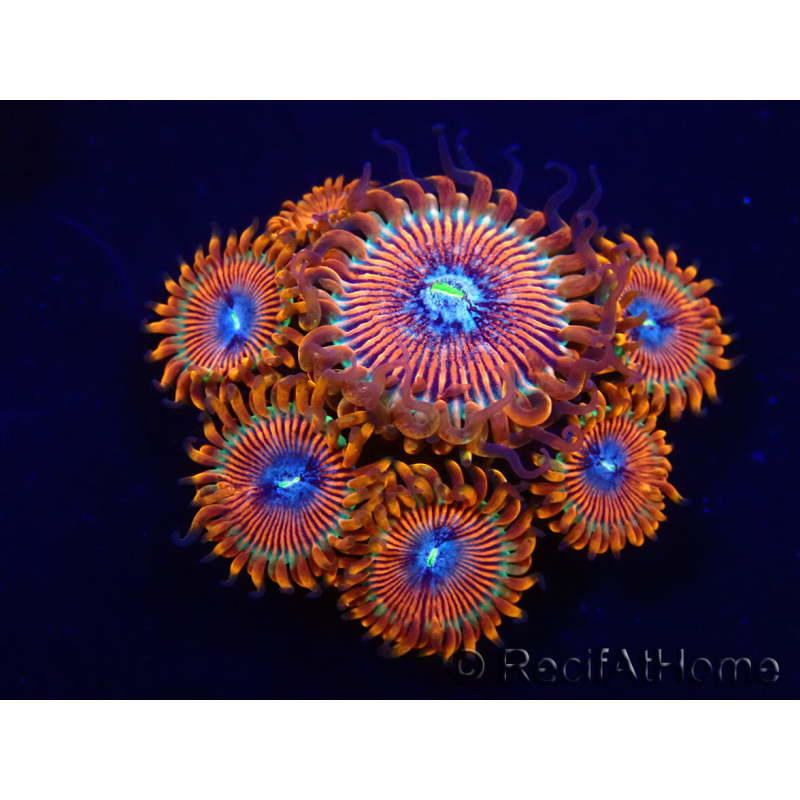 WYSIWYG - Zoanthus Happy People Eater 2I5