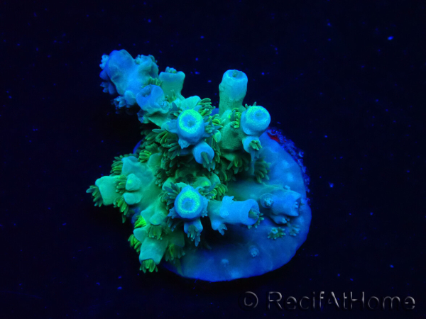 WYSIWYG RAH Acropora tenuis Plutonium 5A4