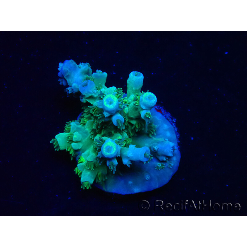 WYSIWYG RAH Acropora tenuis Plutonio 5A4