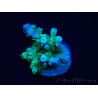 WYSIWYG RAH Acropora tenuis Plutonio 5A4