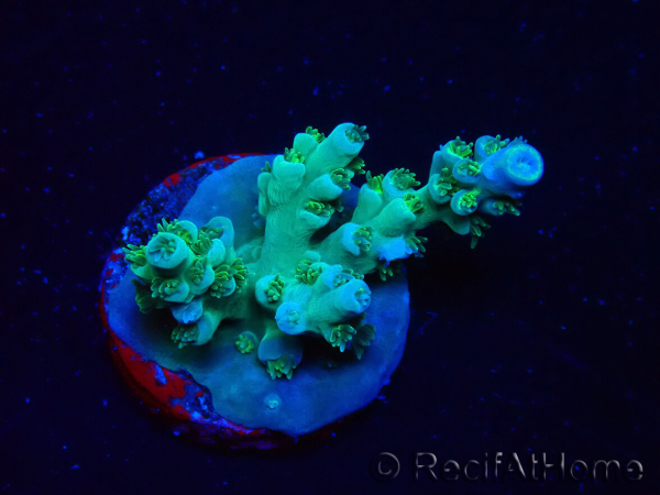 WYSIWYG RAH Acropora tenuis Plutonio 5A4