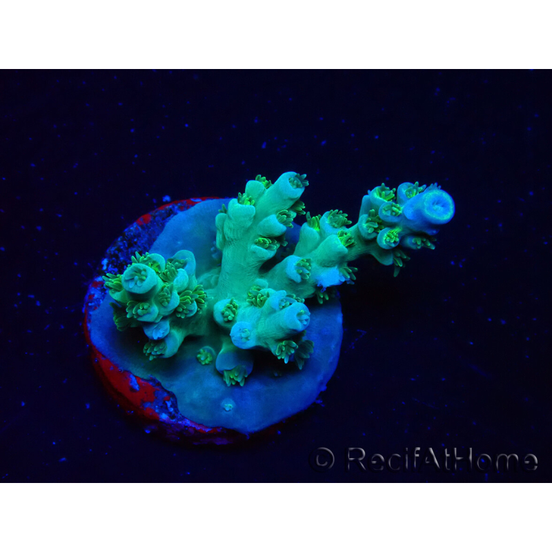 WYSIWYG RAH Acropora Plutonium 5V6