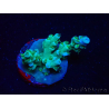 WYSIWYG RAH Acropora tenuis Plutonium 5A4