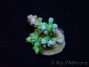 WYSIWYG RAH Acropora Plutonium 5V5