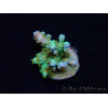WYSIWYG RAH Acropora tenuis Plutonium 5A4
