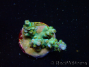 WYSIWYG RAH Acropora tenuis Plutonium 5A4
