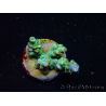 WYSIWYG RAH Acropora tenuis Plutonio 5A4