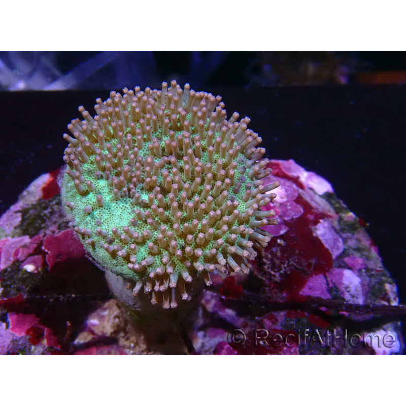 WYSIWYG Sarcophyton sp 18