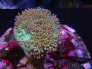 WYSIWYG Sarcophyton sp 18