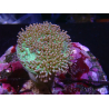 WYSIWYG Sarcophyton sp 18