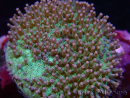 WYSIWYG Sarcophyton sp 18