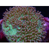 WYSIWYG Sarcophyton sp 18