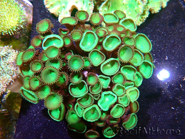 WWC Nirvana Palys F3