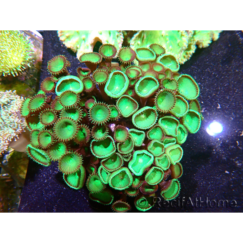 WWC Nirvana Palys F3