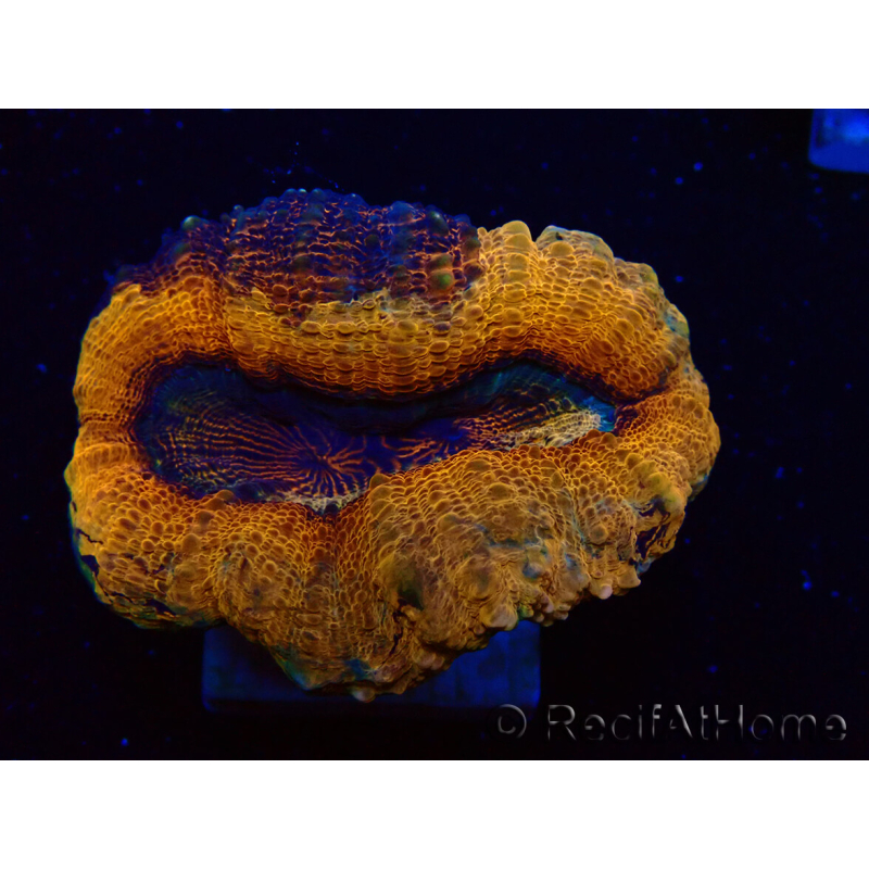 WYSIWYG - Lobophyllia sp 26 (4.5 cm)