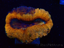 WYSIWYG - Lobophyllia sp 26 (4.5 cm)