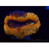 WYSIWYG - Lobophyllia sp 26 (4.5 cm)
