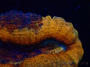 WYSIWYG - Lobophyllia sp 26 (4.5 cm)
