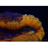 WYSIWYG - Lobophyllia sp 26 (4.5 cm)