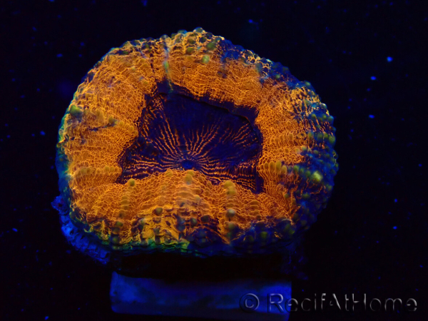 WYSIWYG - Lobophyllia sp 28 (Skeleton 4.5 cm)