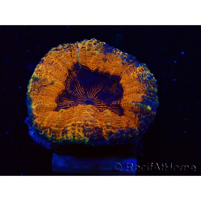 WYSIWYG - Lobophyllia sp 28 (Skeleton 4.5 cm)