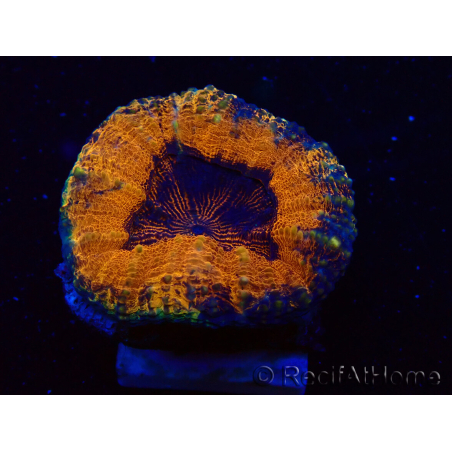 WYSIWYG - Lobophyllia sp 28 (Skeleton 4.5 cm)