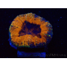 WYSIWYG - Lobophyllia sp 28 (Skeleton 4.5 cm)