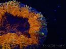 WYSIWYG - Lobophyllia sp 28 (Skeleton 4.5 cm)
