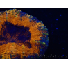WYSIWYG - Lobophyllia sp 28 (Skeleton 4.5 cm)