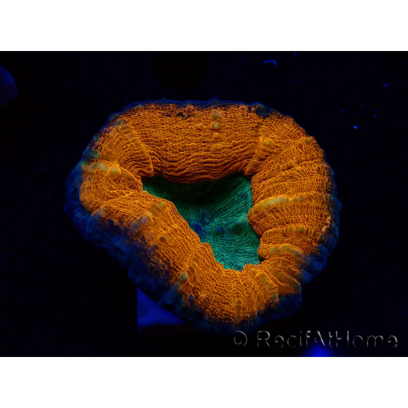 WYSIWYG - Lobophyllia sp 30 ( 3 cm)