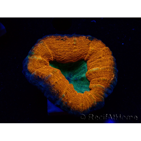 WYSIWYG - Lobophyllia sp 30 ( 3 cm)