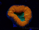 WYSIWYG - Lobophyllia sp 30 ( 3 cm)