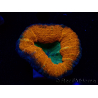 WYSIWYG - Lobophyllia sp 30 ( 3 cm)