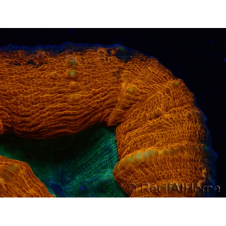 WYSIWYG - Lobophyllia sp 30 ( 3 cm)