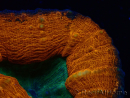 WYSIWYG - Lobophyllia sp 30 ( 3 cm)