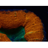 WYSIWYG - Lobophyllia sp 30 ( 3 cm)