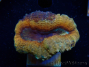 WYSIWYG - Lobophyllia sp 26 (4.5 cm)