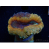 WYSIWYG - Lobophyllia sp 26 (4.5 cm)