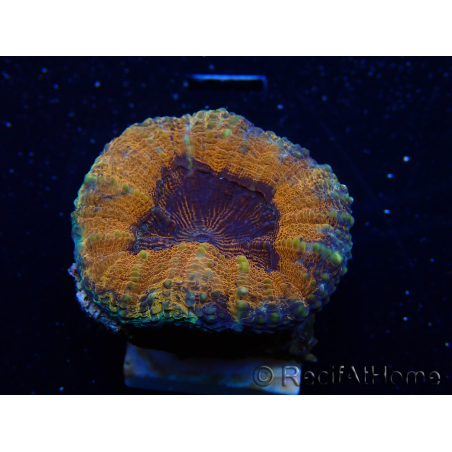 WYSIWYG - Lobophyllia sp 28 (Skeleton 4.5 cm)