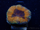 WYSIWYG - Lobophyllia sp 28 (Skeleton 4.5 cm)