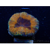 WYSIWYG - Lobophyllia sp 28 (Skeleton 4.5 cm)