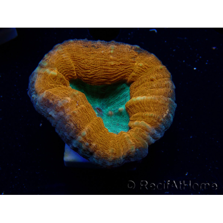 WYSIWYG - Lobophyllia sp 30 ( 3 cm)